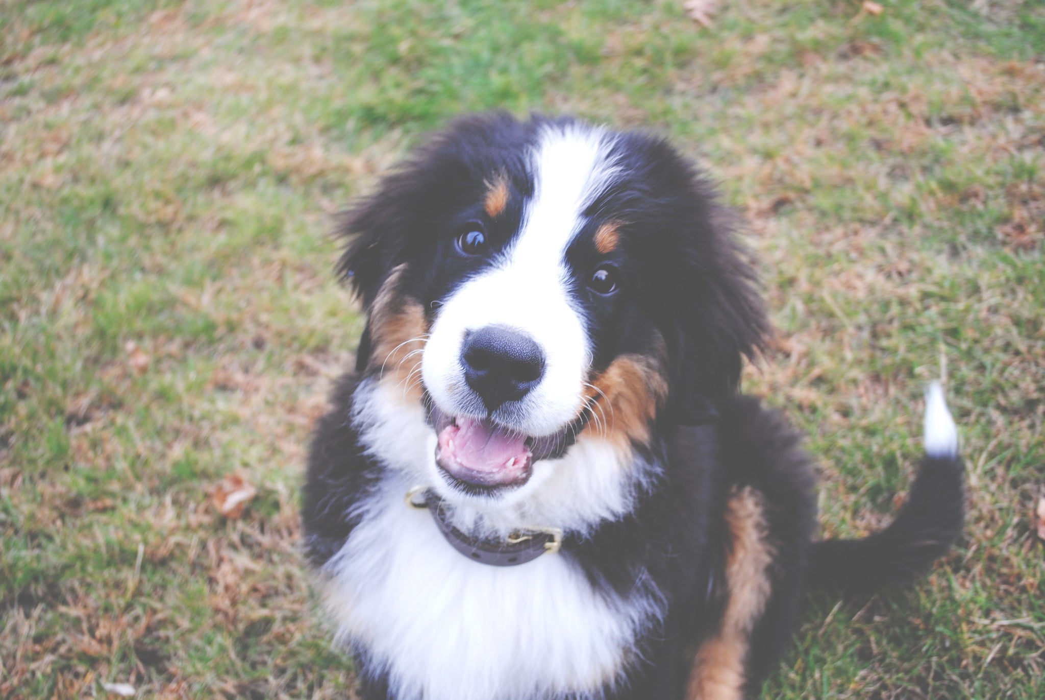 Photo Shoot with our Favorite Bernese Mountain Dog Puppy